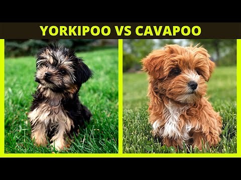 YORKIPOO VS CAVAPOO | the difference in breeds and what breed you might preffer?