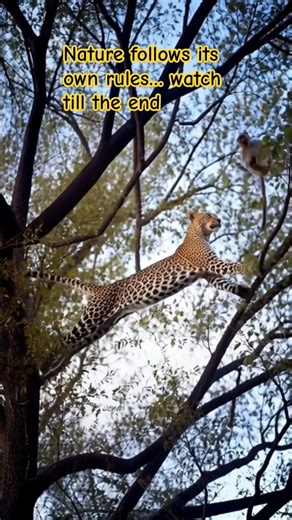 Leopard Hunts Monkey in Jungle 🐆🐒 | Wild Nature Moment