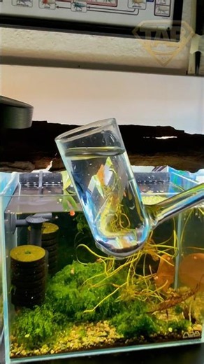 Green Demon Selection#GreenDemon #Neocaridina #NeocaridinaShrimp #ShrimpKeeping #AquariumLife