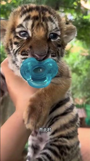 When you kiss a tiger cub, it will give you an incredulous look. #AnimalScience #AnimalExplanatio...