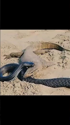 monitor lizard v.s. black cobra
