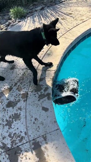 Dad let me attack an alien 🤖 robot #short #shorts #shortvideo #funny #trending #viral #k9 #k9joker
