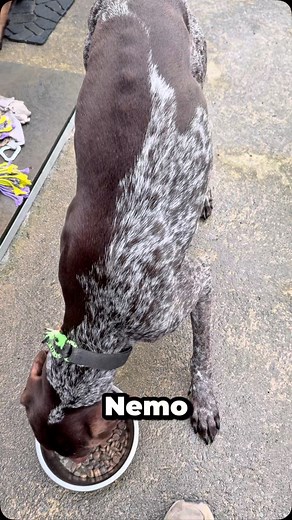 C’est l’heure du repas ! Alimentation @wolfoodlappeldelanature disponible chez @nourrircommelanature #malinois #dog | Juleskennel