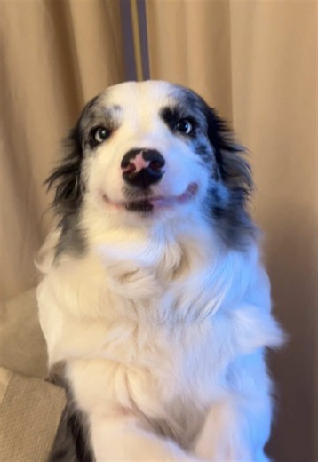 Border Collie Smile: Pure Love and Joy in One Moment