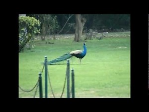 Peacocks Running, Flying and dancing in my Garden.