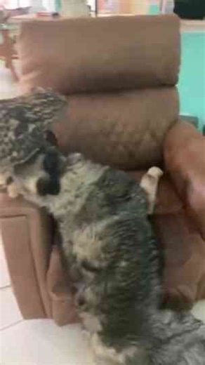 Owl+dog=best friends?