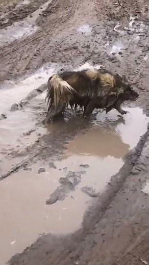 Dirty Dogs Play in the Mud || ViralHog