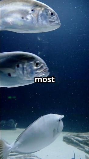 Top Five Fastest Water Animals ! 🐬