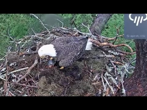 E1-M2 brings Razorback Musk turtle | Kisatchie National Forest | Apr 20, 2025