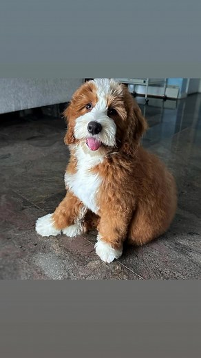 🤍🐾Gibson🐾🤍 Meet Gibson! He is an 7-months-old f1b mini bernedoodle! Pup’s Story 📖 We are so grateful to have Gibson in our care! Meet Gibson! This sweet guy has a heart of love to give! He’s gentle with everyone he meets and though he can be a little shy at first, he’s making great progress every day! With a little love and encouragement, he’s showing off more of his silly, snuggly personality. He’s learning the ropes, working on his confidence, and doing his best to be a Very Good Big Boy™