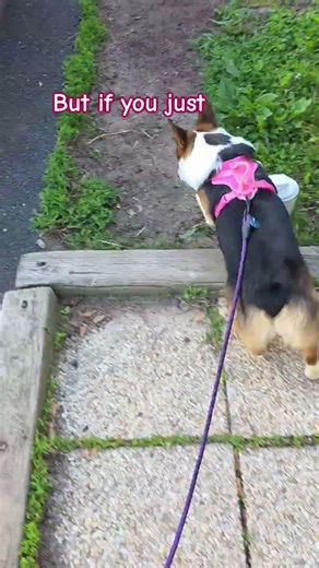 Good morning Corgi fans!!! #corgi #dogshorts #puppy #pets #doglife