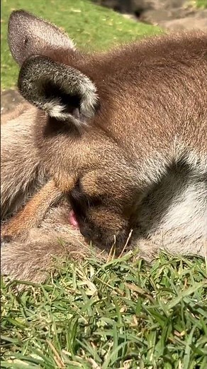 RARE Tiny Kangaroo Joey Climb into Pouch | Australian Reptile Park