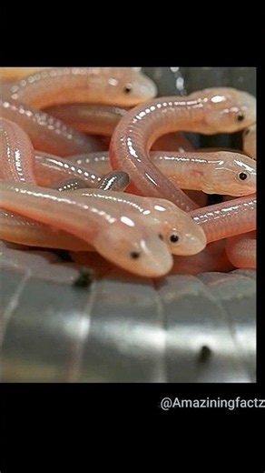 🥚ヘビの卵だと思ったら大間違い！？😱 アシナシイモリの驚きの子育て🐍 #snacks #burds #animals #forest #shorts #japanese