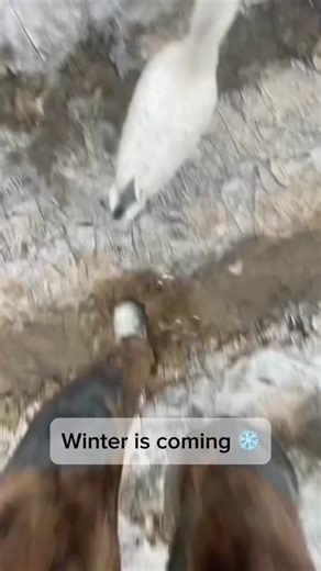 Watcheveryd on TikTok