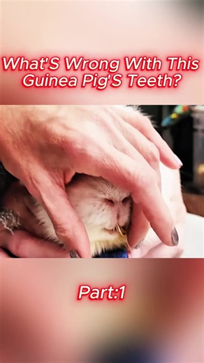 Understanding Guinea Pig Health: Common Concerns