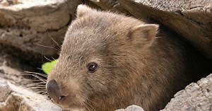 Pourquoi les crottes des wombats sont-elles en forme de cube ?