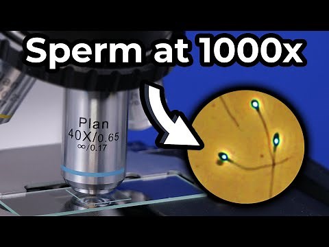 How Much Magnification You Need to See Sperm