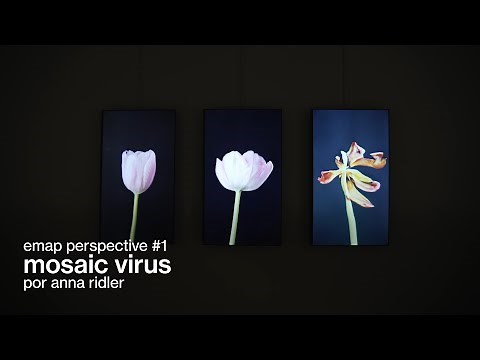 sala zero • mosaic virus, por anna ridler • exposição