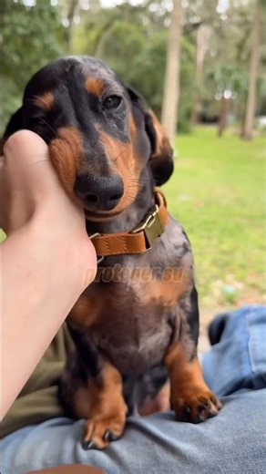 El origen del perro salchicha explica su valentía, inteligencia y terquedad