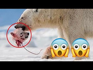 Wolf vs Bear Real Fight To Death - Bear vs Wolf Real Fight !