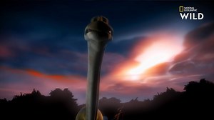 20 mètres de long pour un poids de 15 tonnes. Même pour un sauropode, le mamenchisaurus possédait des dimensions disproportionnées, à tel point que même les prédateurs ne se risquaient généralement pas à s'attaquer à pareil titan. | Nat Geo Wild France