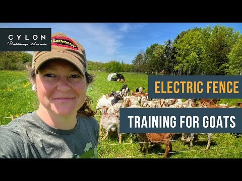 Electric fence training for goats