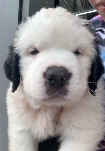 I have to whisper but I think the puppies in the background still know what I’m saying…she doesn’t know what to do with her fame 🖤🤍🐾 #saintbernard #puppy #puppies #puppiesoftiktok #fyp