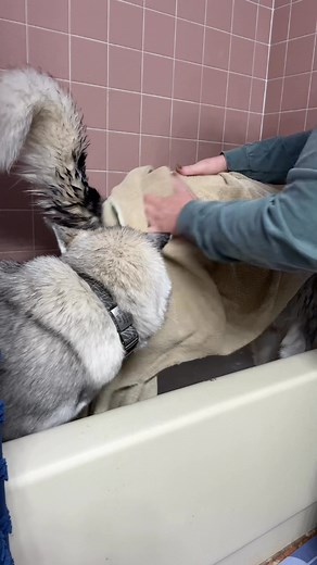13 reactions | No screaming huskies in the tub here! Ours learn to enjoy their baths, going through the entire experience with no leash or tether in a normal bathtub. Yes, I want one of those professional grooming tubs, but it never seems to make the Christmas list! Anyway, Kurt has a blast playing with the water and then helping half-brother Zephyr get ready for an AKC show. | Kurt's Sheddy Situations | Facebook
