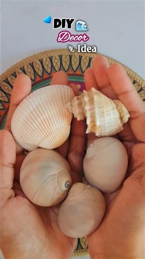 DIY Sea Shell Decor Idea #diy #shorts