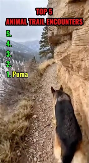 Animals attack