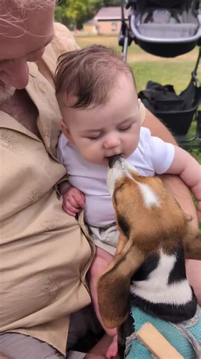 My heart 🩵 #beagle #puppy #baby