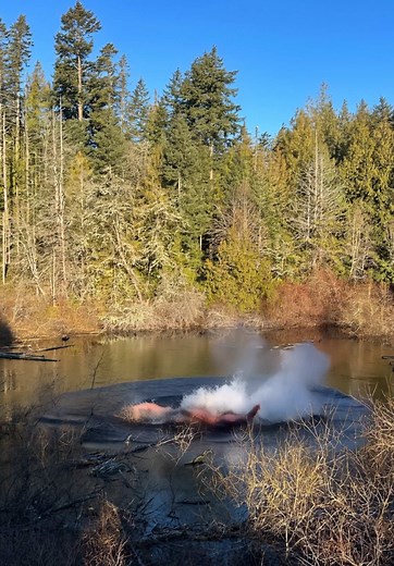 Pond Monster Surprise: A Wild Morning Encounter