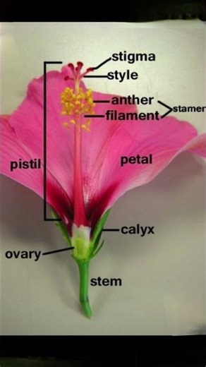 structure of Flower 🌺 their parts #science