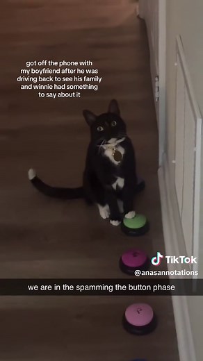 Training My Cat to Use Talking Buttons