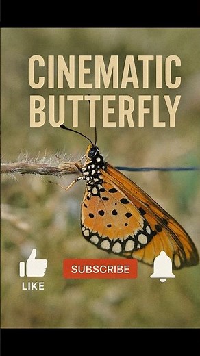 “Cinematic Butterfly Close-Up | Beautiful Macro Nature Shot 🦋✨”