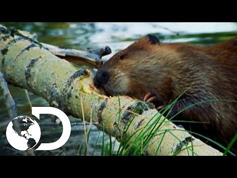 ¡Árboles sufren el ataque de los castores! | Latinoamérica salvaje | Discovery Latinoamérica