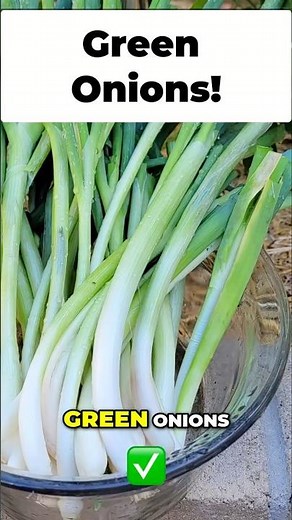 How to Harvest Green Onions the EASY Way! 🧅✨