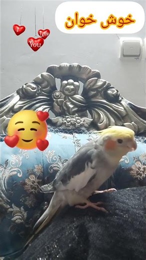 عروس هلندی خوش خوان😘😘😘♥️♥️🦜