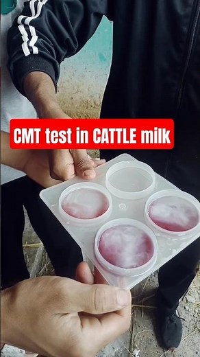 We Test the CMT for Cattle Milk #shorts#cows#cmttest