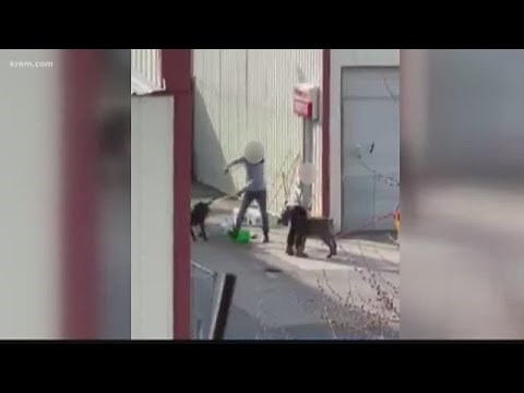 Owner of a Spokane Valley doggy daycare accused of abuse speaks out
