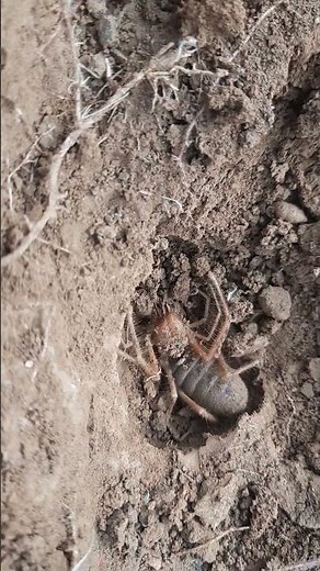 Massive Camel Spider Found in the Wild!