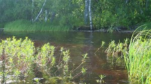 A swamp is a landscape area with excessive moisture, moisture-loving living ground cover, hydrosphere. Swamp science. Karelia, swamping of Lososinnoe lake. Swamps prevent the greenhouse effect Stock Video
