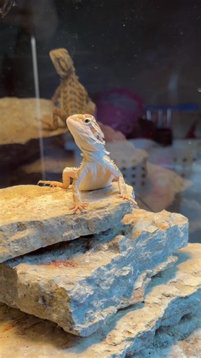 #fyp #beardeddragon