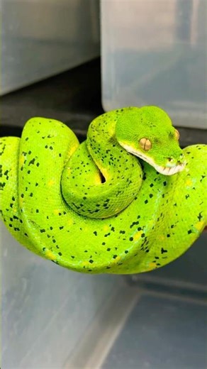 Designer Green Tree Pythons are some of the hottest snakes in the hobby. Would you guys agree? 🤔🐍