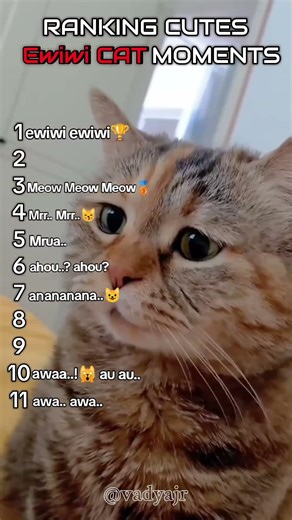 Ranking Cutes Ewiwi Cat Moments #cat #funny #memes #cute #pets #funnycats #meow #shorts