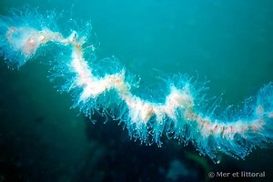 Apolemia uvaria - Alchetron, The Free Social Encyclopedia