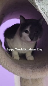 🌎💙 Happy International World Kindness Day! 💙🌎 Today, let’s celebrate kindness by recognizing its power to change lives—both human and animal. At Toronto Humane Society, our mission thrives on the kindness of our supporters, staff, and volunteers who go above and beyond to provide second chances for animals in need. Let us know what you're doing on World Kindness Day in the comments 👉 Donate today! Torontohumanesociety.com/donate | Toronto Humane Society