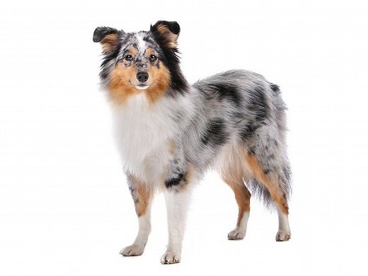 Berger des Shetland : caractère & éducation, santé & entretien, prix...