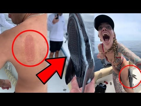 Remora: The Smartest “Hitchhiker” in the Ocean