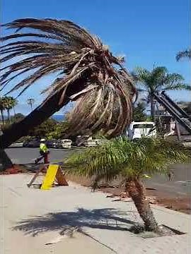 How a Canary Island palm tree gets cut down